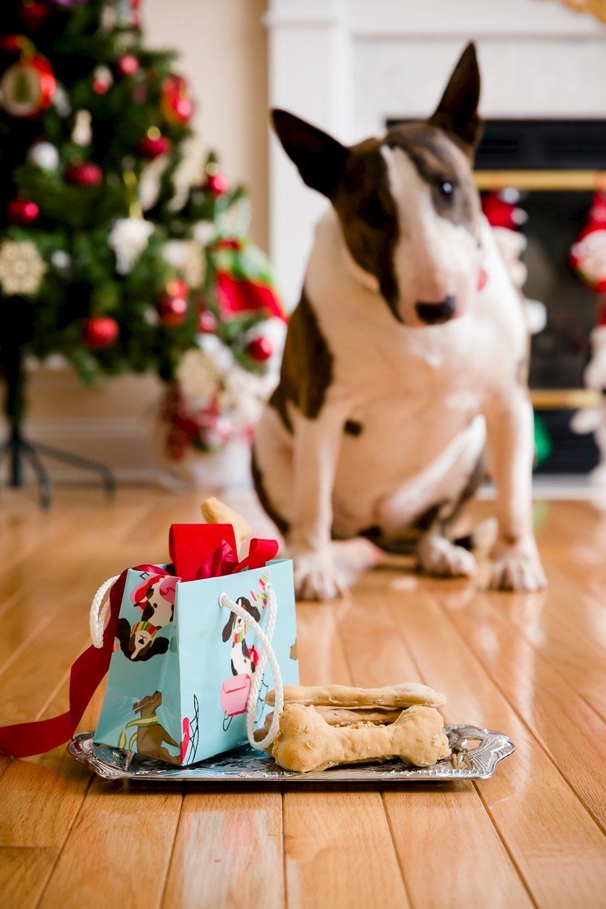 Golosinas caseras para perros con mantequilla de maní
