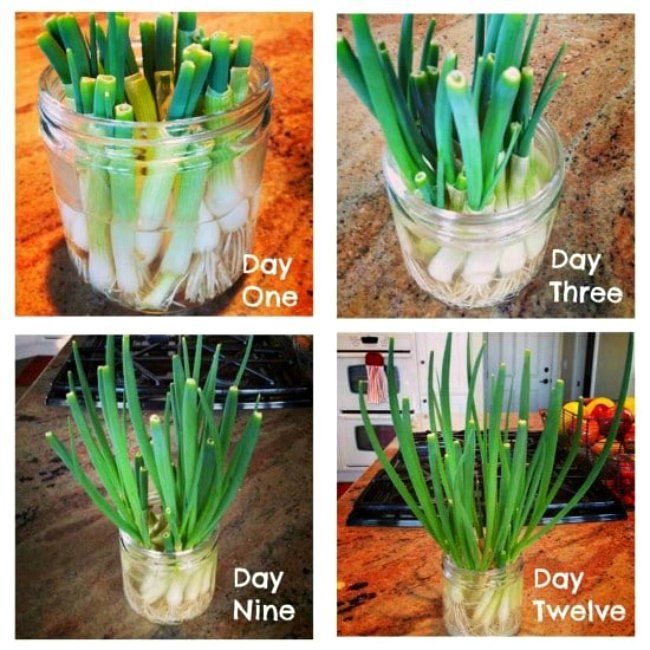 ¡Cultivar cebollas verdes y otras cosas en las que estoy pensando! – Cocina de Kalyn